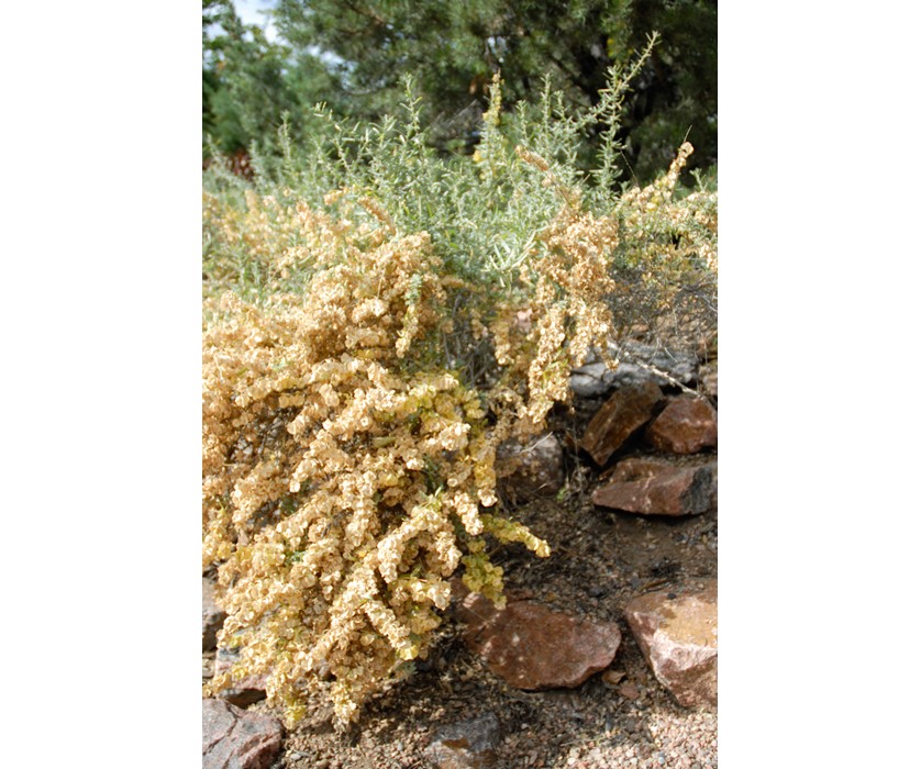 Saltbush